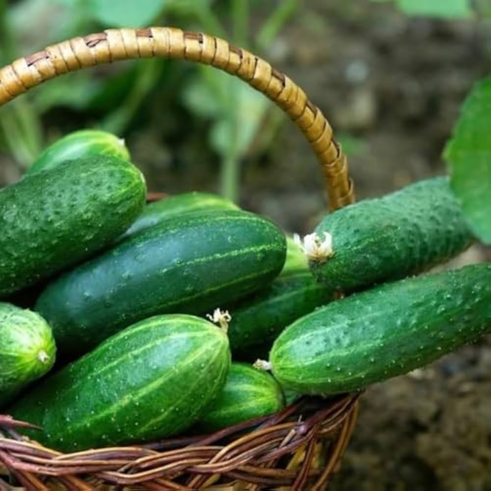 Cucumis sativus long cucumber vine samen
