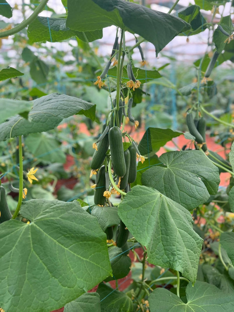 Cucumis sativus mini cucumber seedlings sprouting aus non gmo samen