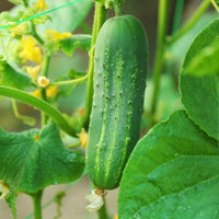 Cucumis sativus seedlings sprouting aus non gmo samen