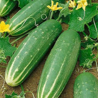 Cucumis sativus vine samen für home garten