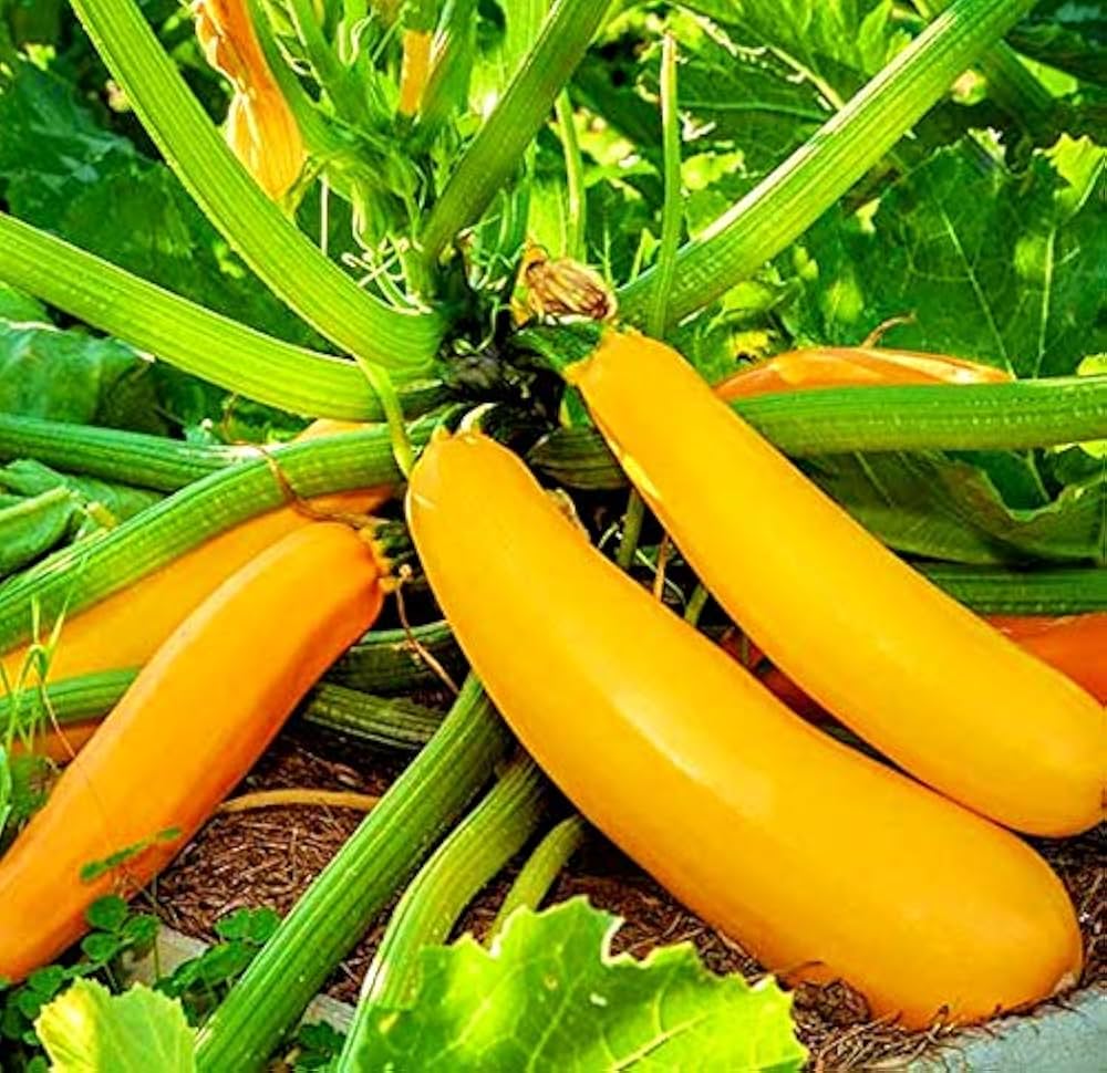 Spaceship squash seedlings sprouting aus non gmo cucurbita maxima samen