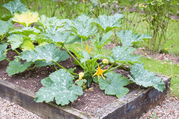 Finger squash samen germination seedlings garten
