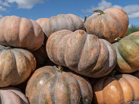 Fairytale pumpkin samen germination seedlings
