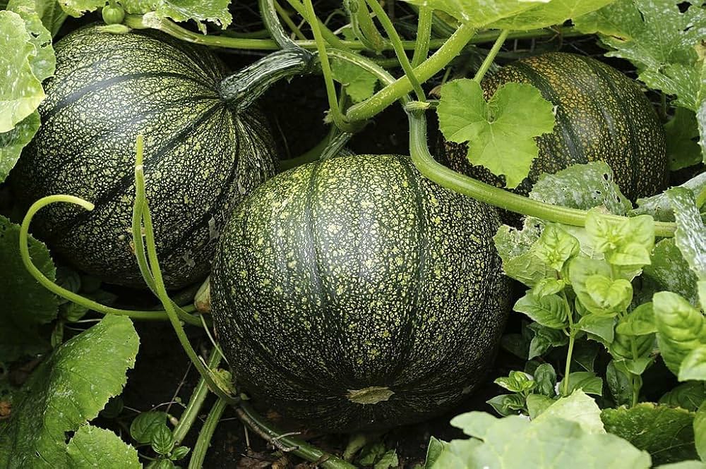 Cucurbita pepo vine samen für home garten
