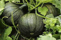 Cucurbita pepo vine samen für home garten
