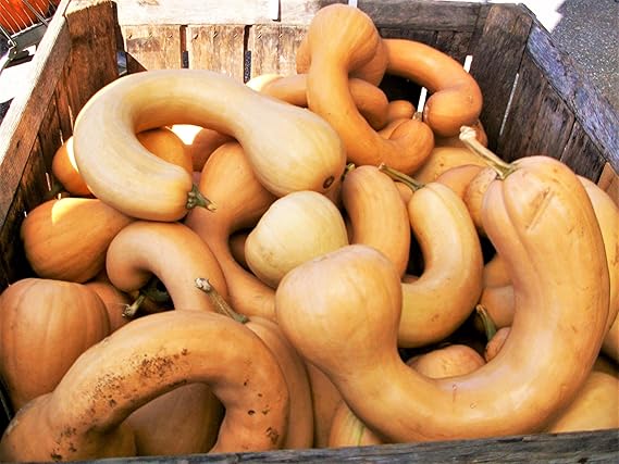 Neck pumpkin pflanze wachsend in garten