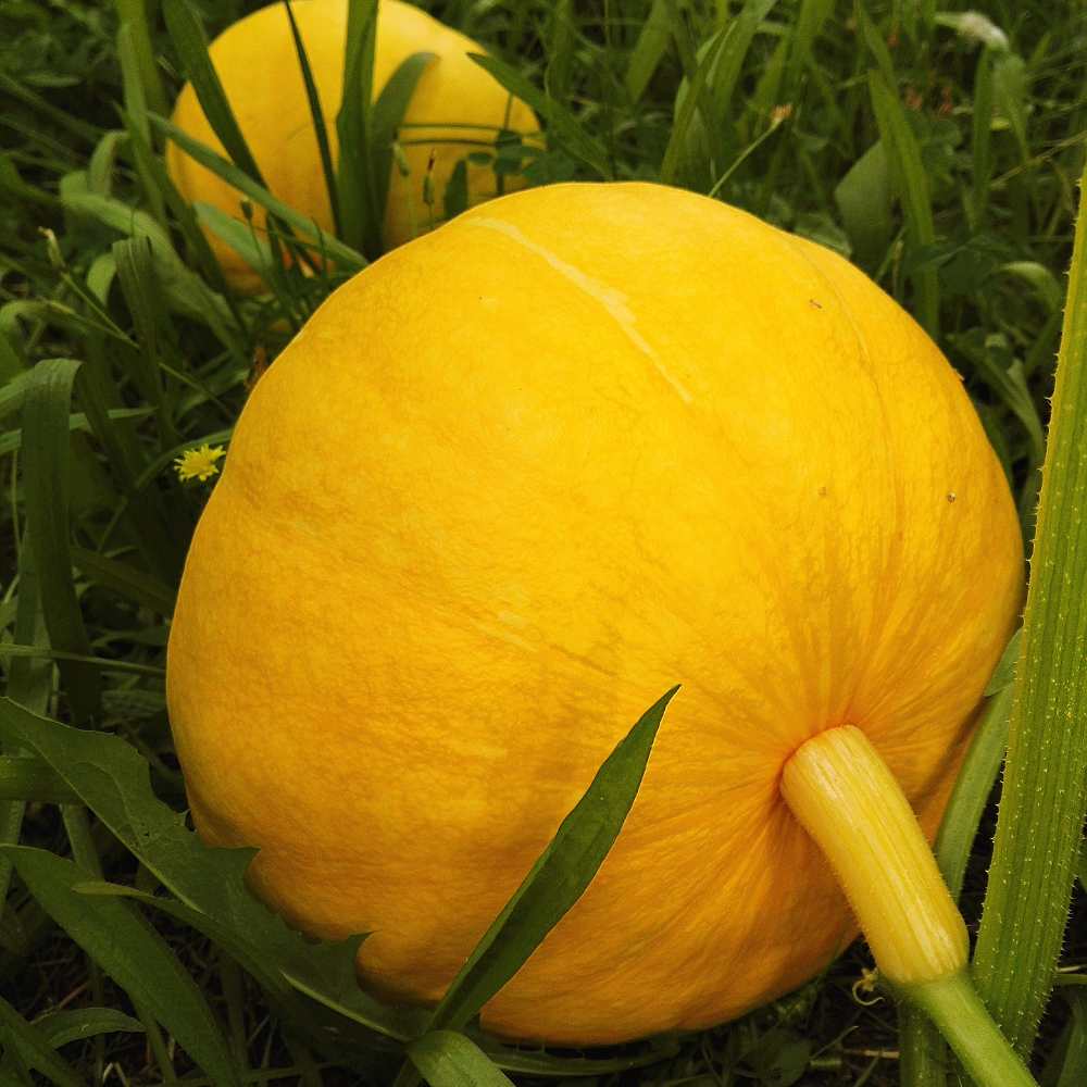 Gelb Jamaican Pumpkin Planting Samen