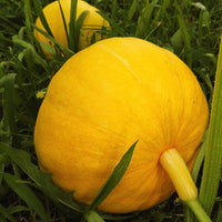Gelb Jamaican Pumpkin Planting Samen