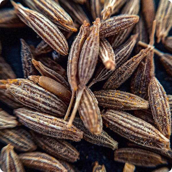 Cumin Samen Cuminum cyminum Pflanze for sunny Garten Anbau