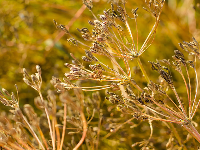 Cuminum cyminum Anbau in full sun Garten bed