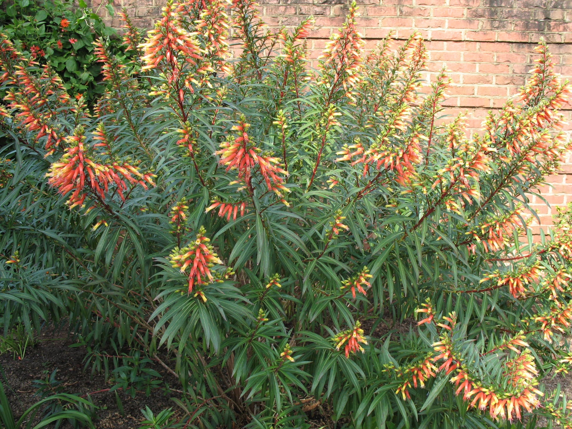 Cuphea micropetala wachsend in garten