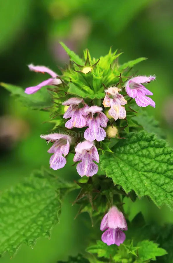 Lila Horehound Blumensamen zur Aussaat – Drought verträglich – Traditionssorte & ohne Gentechnik Samen Hausgarten