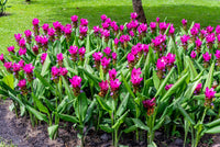 Curcuma Alismatifolia Blumensamen zur Aussaat Garten beliebt Traditionssorte & ohne Gentechnik Samen Hausgarten