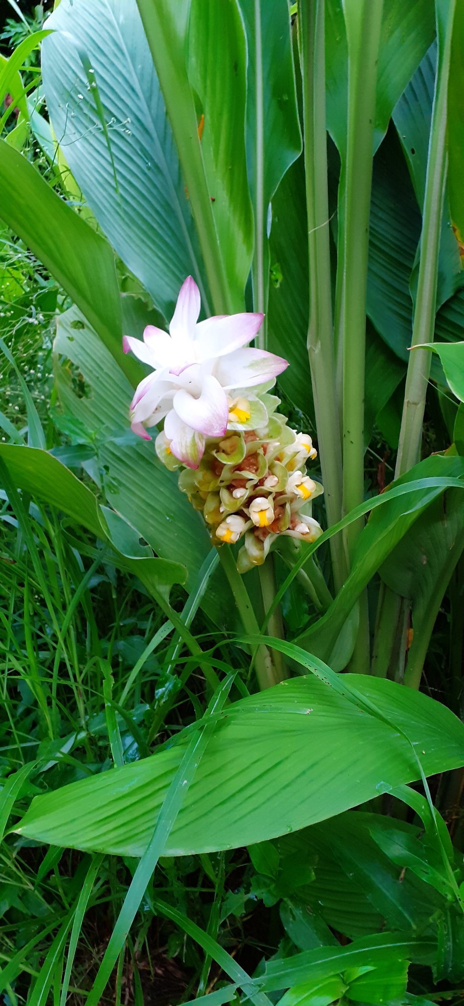 Curcuma longa blume samen for easy anpflanzung