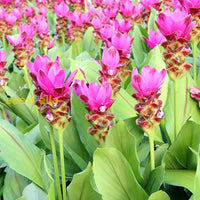 Curcuma blume samen for anpflanzung - stunning rosa blooms