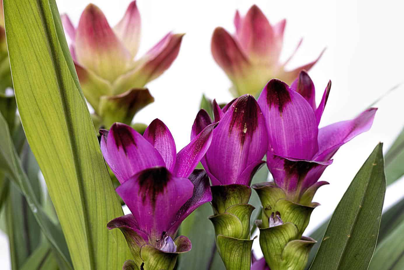 Lila Curcuma Blumensamen zur Aussaat – Schnitt Blume beliebt – Traditionssorte & ohne Gentechnik Samen Hausgarten