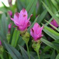Rhizoma Curcuma Blumensamen zur Aussaat – Wildblume Mischung – Traditionssorte & ohne Gentechnik Samen Hausgarten
