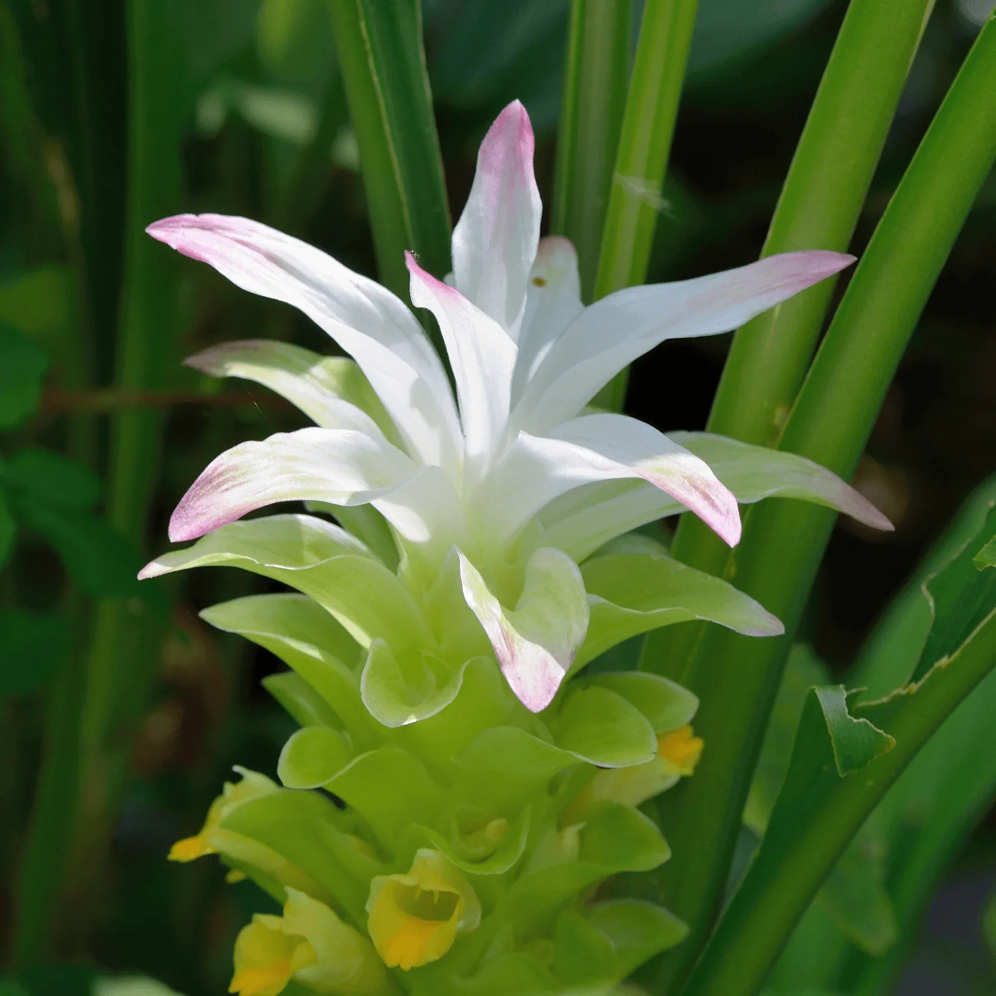 Curcuma longa samen for anpflanzung
