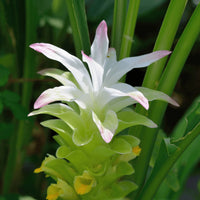 Curcuma longa samen for anpflanzung
