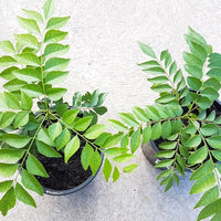 Curry Leaf Samen Murraya koenigii ornamental shrub