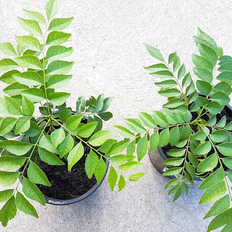 Curry Leaf Samen Murraya koenigii ornamental shrub