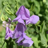Fresh lavender sweet pea blumen for bouquets