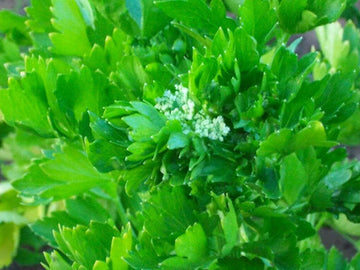 Cutting Leaf Celery Samen Apium graveolens Anbau leafy aromatic Pflanzen
