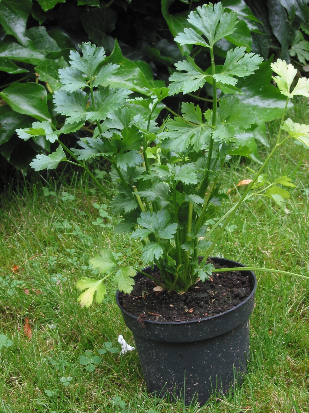 Cutting Leaf Celery Samen thriving in container and patio gardens
