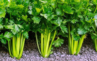 Cutting Leaf Celery Samen thriving in container Gartenarbeit setups