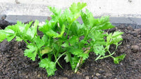 Leaf celery Pflanzen grown from Cutting Leaf Celery Samen in US gardens