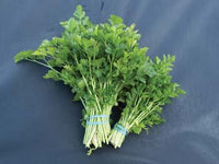 gentechnikfrei heirloom Cutting Leaf Celery Samen ready for Aussaat