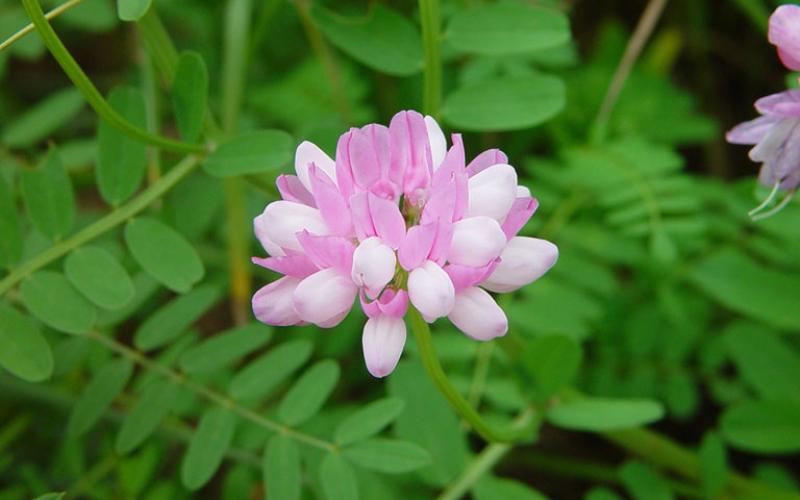 Rosa Crownvetch Blumensamen zur Aussaat – Landhaus Garten wichtig – Traditionssorte & ohne Gentechnik Samen Hausgarten