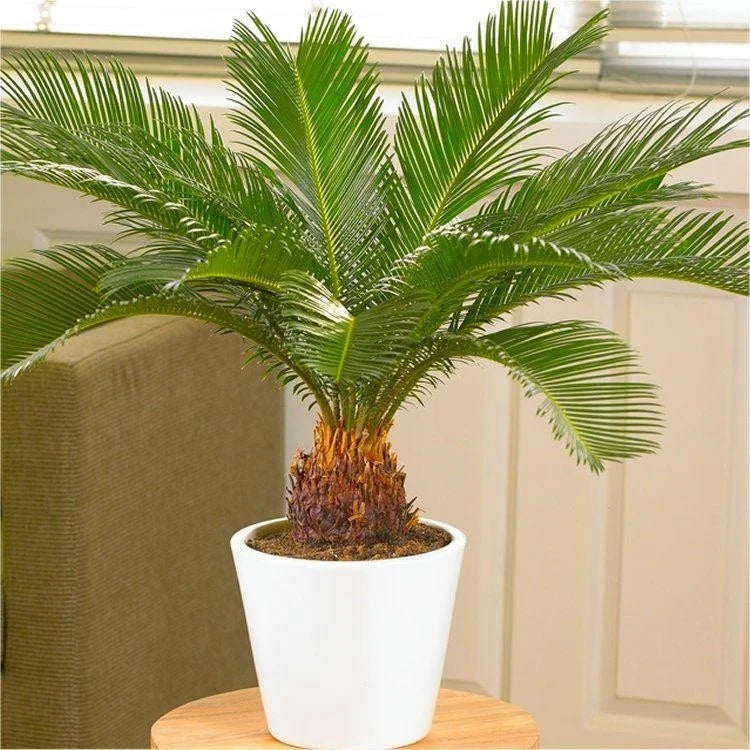 Cycas Blumensamen zur Aussaat – hochwertige Qualitäts- – Traditionssorte & ohne Gentechnik Samen Hausgarten