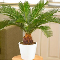 Cycas Blumensamen zur Aussaat – hochwertige Qualitäts- – Traditionssorte & ohne Gentechnik Samen Hausgarten