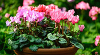 Step-by-step guide for wachsend cyclamen seedlings