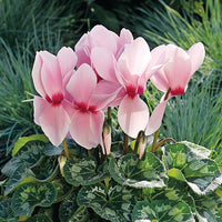 klein Rosa Alpenveilchen Blumensamen zur Aussaat – Bestäuber freundlich – Traditionssorte & ohne Gentechnik Samen Hausgarten