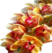 Close-up of cymbidium maxillaria goeringii weiß blumen