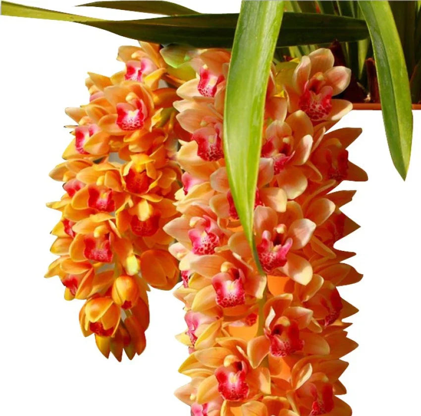 Cymbidium maxillaria goeringii planted in garten bed