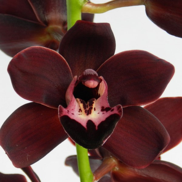Schwarz Cymbidium Orchidee Blumensamen zur Aussaat – leuchtend Blüten – Traditionssorte & ohne Gentechnik Samen Hausgarten