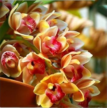 Cymbidium maxillaria goeringii pflanze samen for anpflanzung