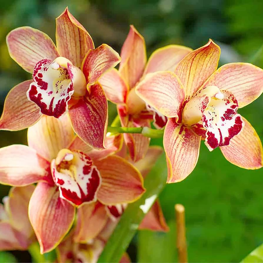 Cymbidium maxillaria goeringii samen for anpflanzung