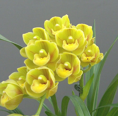 Cymbidium maxillaria goeringii samen for anpflanzung