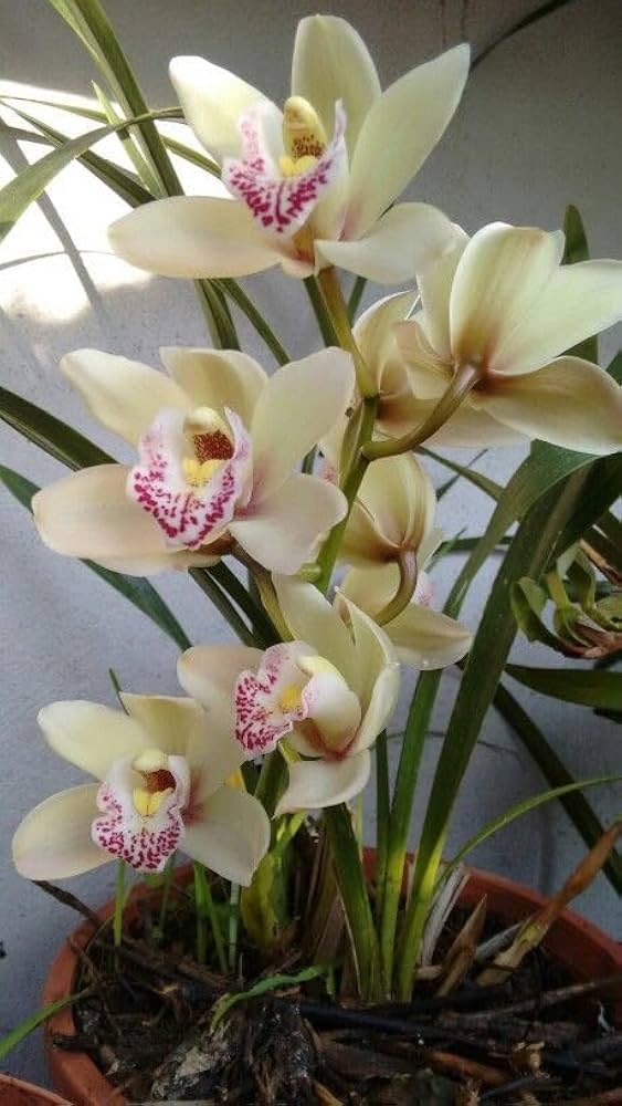 Cymbidium weiß violet samen for anpflanzung
