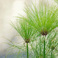 Papyrus Blumensamen zur Aussaat lang Blüte Saison Traditionssorte & ohne Gentechnik Samen Hausgarten
