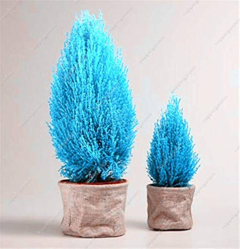Cypress platycladus sea blau samen for anpflanzung