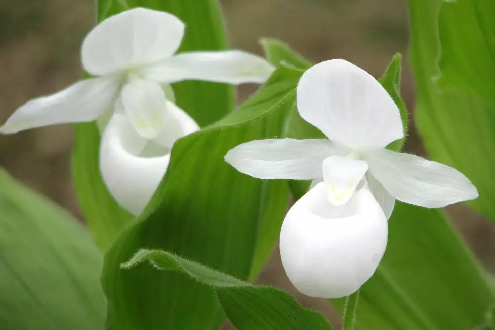 Weiß Windbell Orchidee Samen zur Aussaat ideal Cultivating Blüten Garten