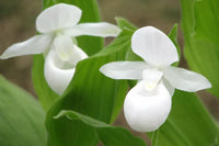 Weiß Windbell Orchidee Samen zur Aussaat ideal Cultivating Blüten Garten
