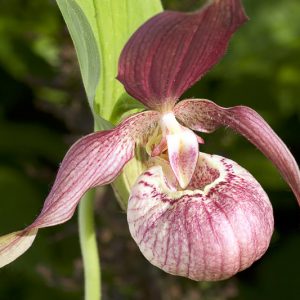 Lila Cypripedium Macranthos Blumensamen zur Aussaat Wildblume Mischung Traditionssorte & ohne Gentechnik Samen Hausgarten