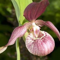 Lila Cypripedium Macranthos Blumensamen zur Aussaat Wildblume Mischung Traditionssorte & ohne Gentechnik Samen Hausgarten