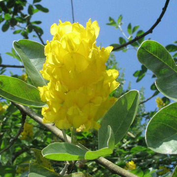 Cytisus battandieri blume samen for gelb garten blooms